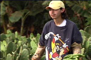 Marcelo recolecta nopales